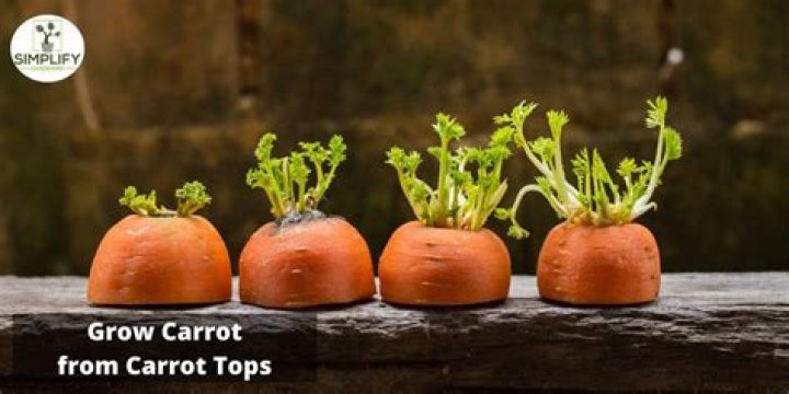 Carrot Top's Family Ties Explored