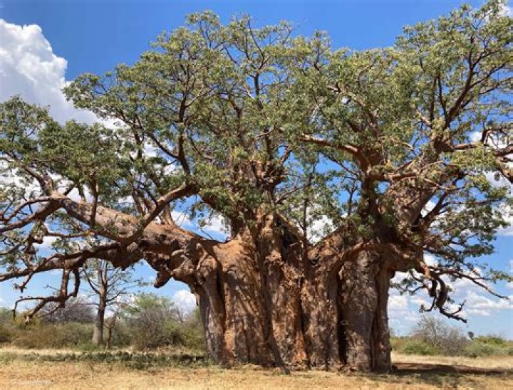 Discover The Unraveling Significance Of Babo Height: A Cultural Journey