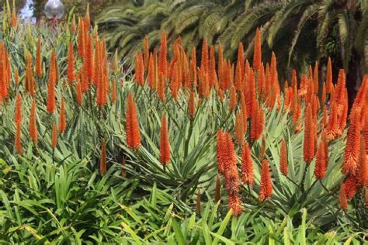 Unveiling The Secrets Of The Alia Plant: Discoveries And Insights